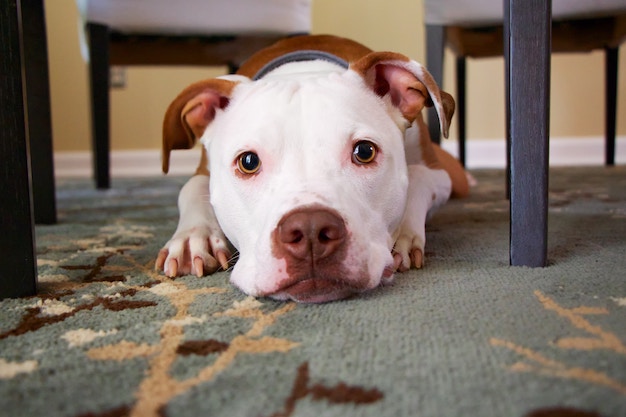How To Rid Your Home Of Pet Odors With Professional Carpet Cleaning